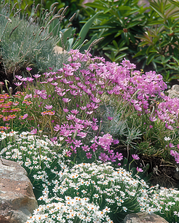 Rockgarden Mix Low Growing Varieties seeds – perennial flower