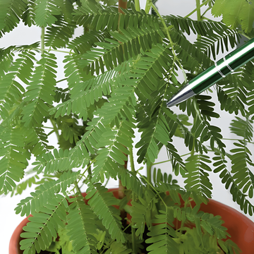 Semi di pianta sensitiva (Mimosa pudica) – fiore perenne