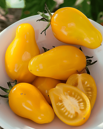 Semi di pomodoro ciliegino giallo a pera (Solanum lycopersicum) – ortaggio annuale