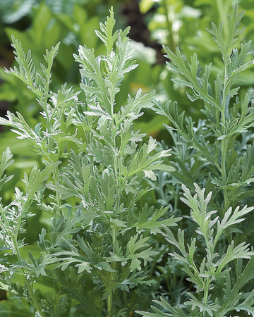 Artemisia Absinthium Seeds Artemisia Absinthium Perennial Herb seeds (Artemisia absinthium) – perennial herb