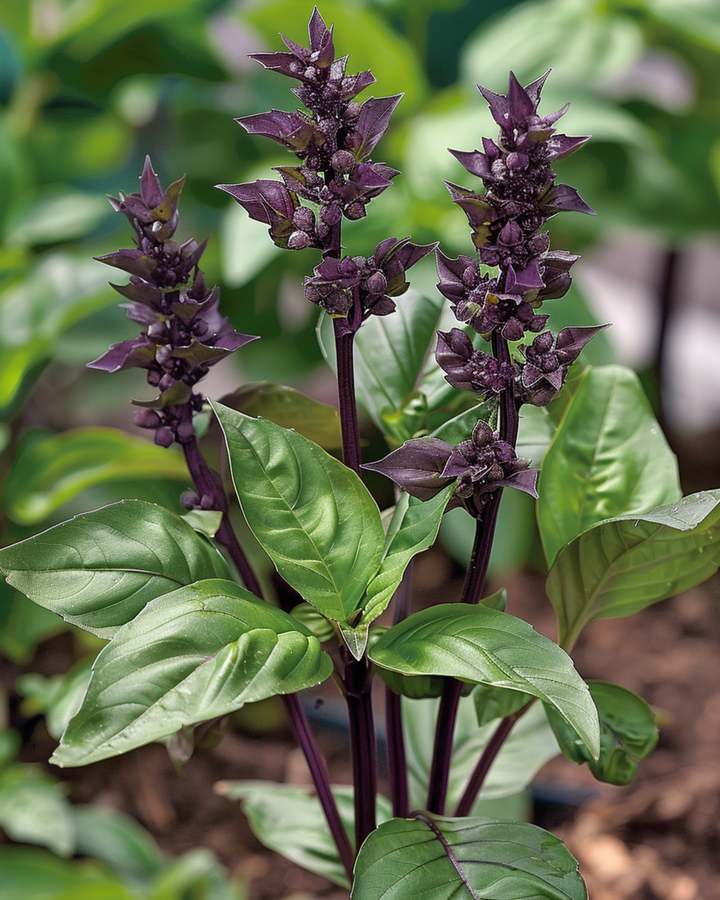Cinnamon Basil seeds (Ocimum basilicum) – annual herb