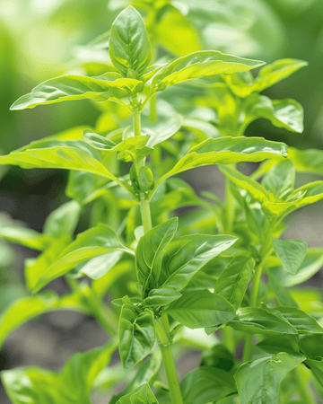 Sweet Basil Small Leaved seeds (Ocimum basilicum) – annual herb