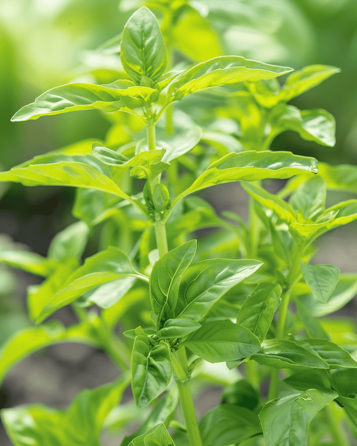Sweet Basil Small Leaved seeds (Ocimum basilicum) – annual herb