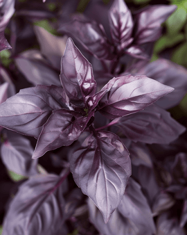 Semi di basilico Dark Opal Ocimum Basilicum erba aromatica annuale