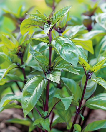 Semi di basilico Siam Queen (Ocimum basilicum) – erba annuale