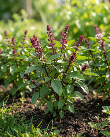 Semi di basilico Siam Queen (Ocimum basilicum) – erba annuale da SeedsChoice