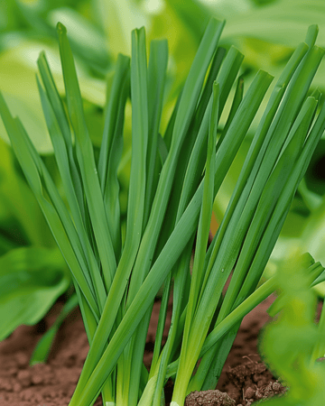 Semi di cipollotto gallese Winterhecke (Allium fistulosum) – verdura perenne