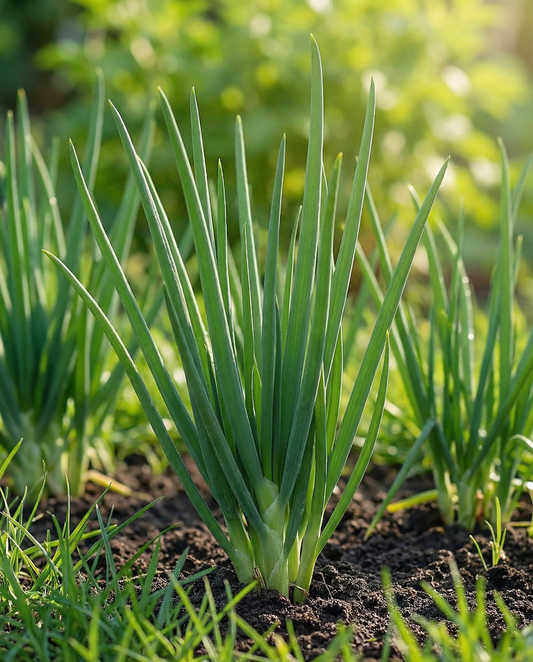 Welsh Onion Winterhecke (Allium fistulosum) – perennial vegetable seeds from SeedsChoice