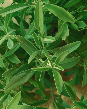 Semi di santoreggia da giardino (Satureja hortensis) – erba annuale