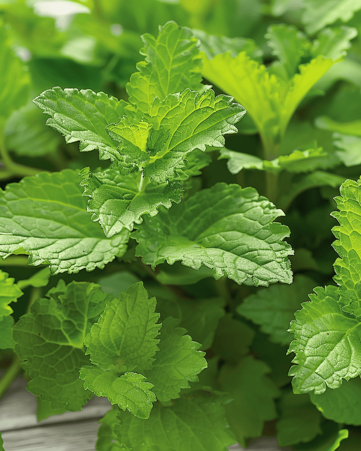 Semi di melissa per tisane (Melissa officinalis) – erba perenne