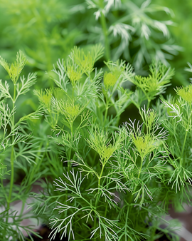Dill Nano Seeds Anethum Graveolens Annual Herb