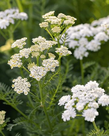 Semi di achillea (Achillea millefolium) – erba perenne