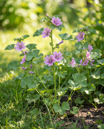 Malva (Malva sylvestris) – semi di erba perenne da SeedsChoice