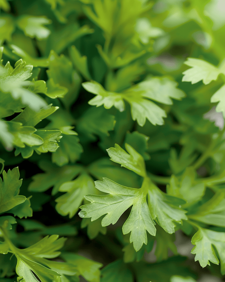 Chervil Culinary seeds (Anthriscus cerefolium) – annual herb