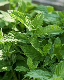 Spearmint Garden Mint Seeds Mentha Spicata Perennial Herb