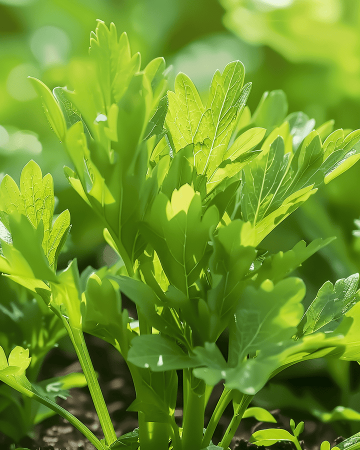 Semi di levistico (Levisticum officinale) – erba perenne