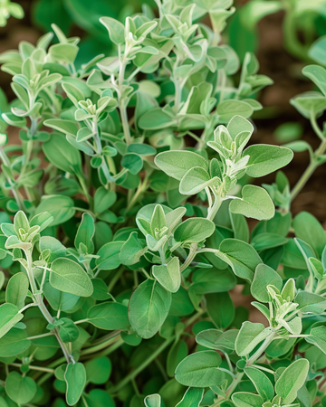 Semi di maggiorana (Majorana hortensis) – erba aromatica annuale