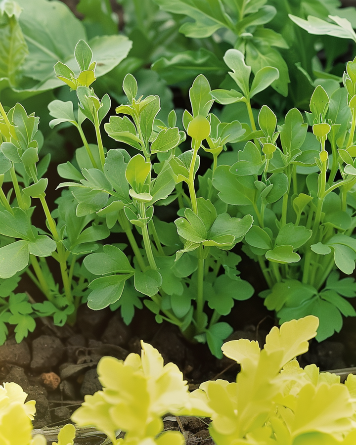 Semi di senape bianca (Sinapis alba) – erba annuale
