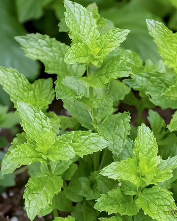 Tisana alla menta piperita (Mentha piperita) – semi di erba aromatica perenne da SeedsChoice