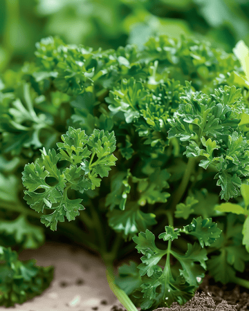 Curled Parsley seeds (Petroselinum crispum) – biennial