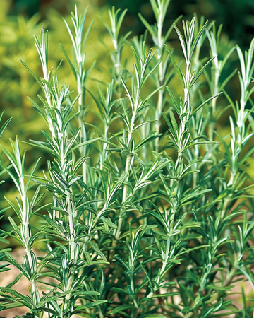 Semi di rosmarino comune (Rosmarinus officinalis) – erba perenne