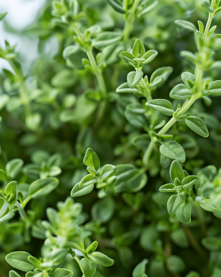 German Winter Thyme Cold Hardy seeds (Thymus vulgaris) – perennial herb