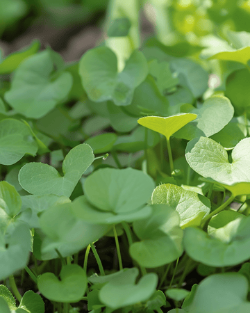 Semi di crescione (Nasturtium officinale) – erba perenne