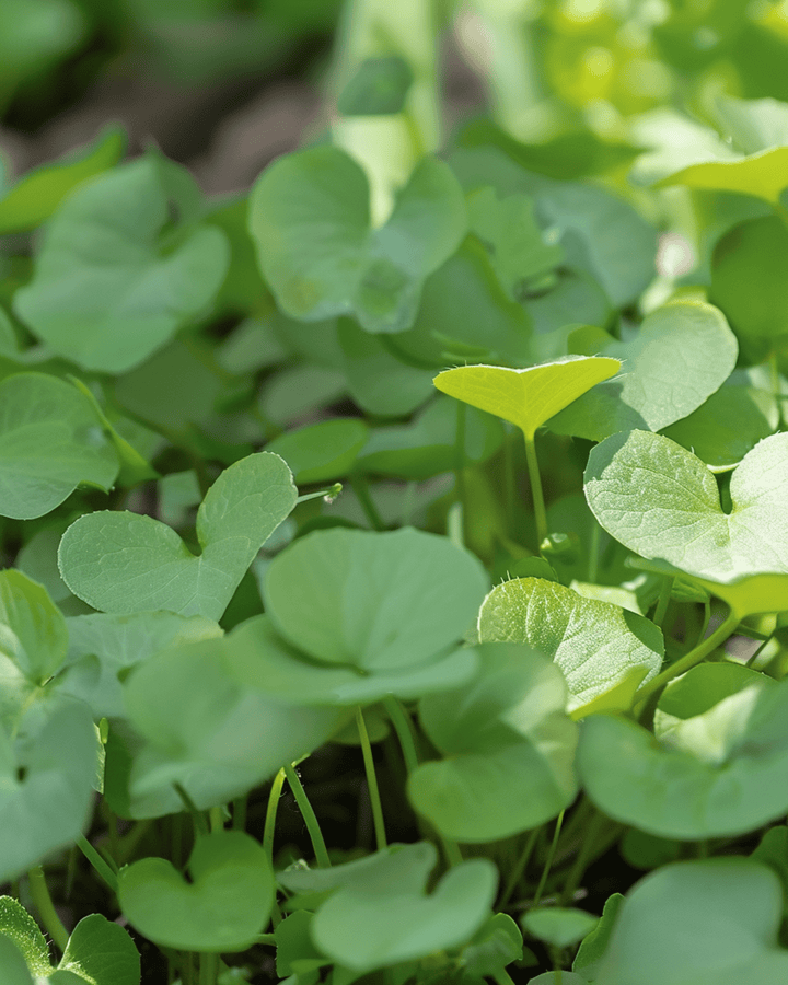 Semi di crescione (Nasturtium officinale) – erba perenne