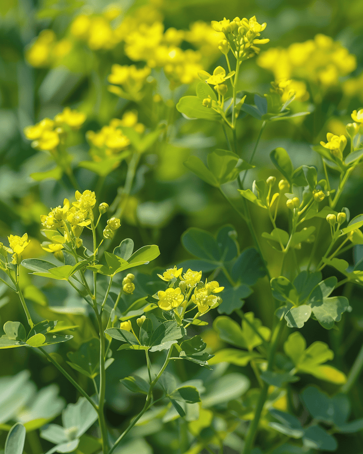 Semi di ruta (Ruta graveolens) – erba perenne