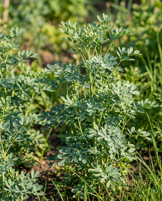 Ruta (Ruta graveolens) – semi di erba perenne da SeedsChoice