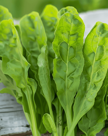 Sorrel seeds (Rumex acetosa) – perennial herb