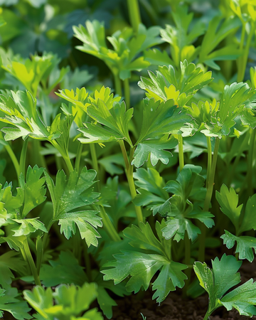 Semi di cerfoglio invernale Vertissimo (Anthriscus cerefolium) – verdura annuale