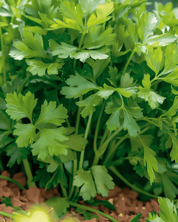 Semi di prezzemolo Amsterdamse Snij (Petroselinum crispum) – erba aromatica annuale