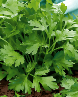 Semi di Italian Giant Parsley Petroselinum Crispum erba aromatica annuale