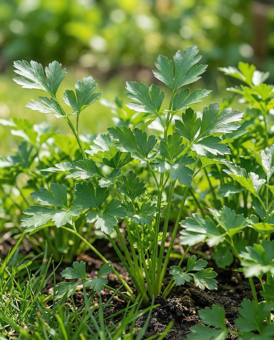 Italian Giant Parsley (Petroselinum crispum) – semi di erbe aromatiche annuali da SeedsChoice