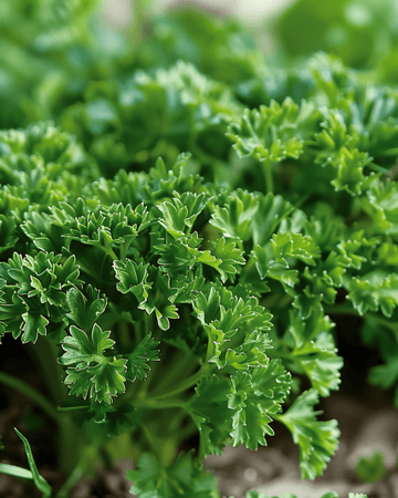 Curly Parsley Moss Curled seeds (Petroselinum crispum) – biennial