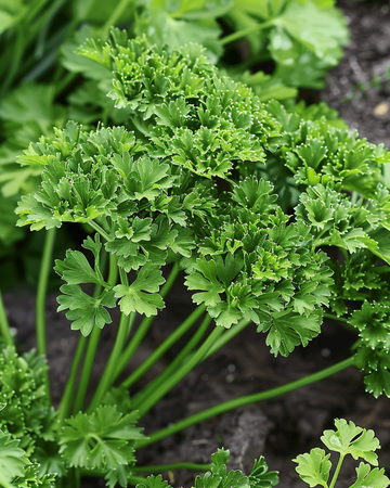 Semi di prezzemolo Thujade (Petroselinum crispum) – erba annuale