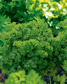 Curled Parsley Seeds Bravour Petroselinum Crispum Annual Herb