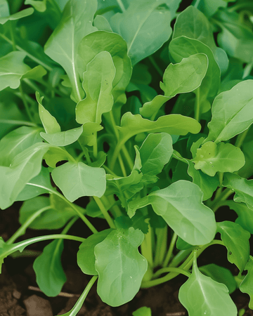 Semi di rucola (Eruca sativa) – verdura annuale