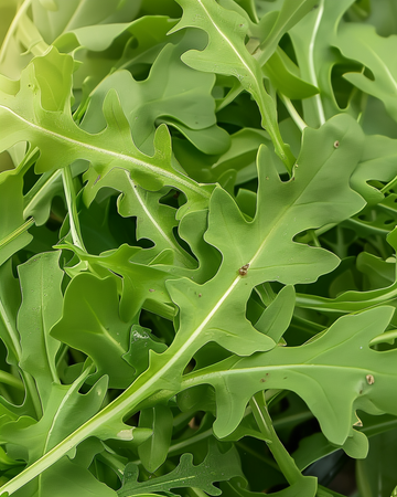 Semi di rucola selvatica da foglia verde (Diplotaxis tenuifolia) – verdura perenne