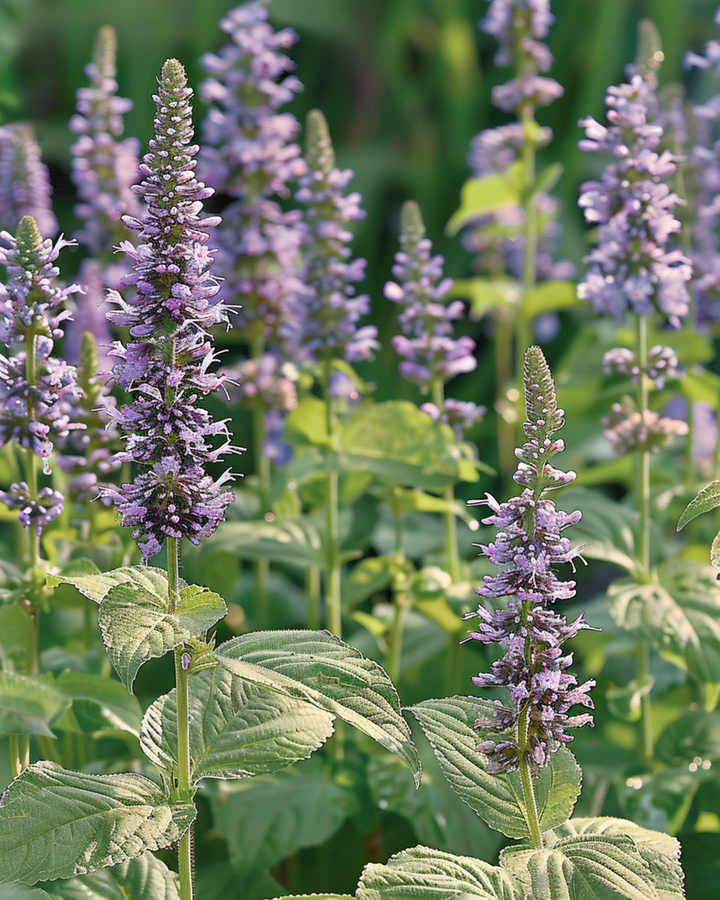 Mexican Hyssop seeds (Agastache foeniculum) – annual flower