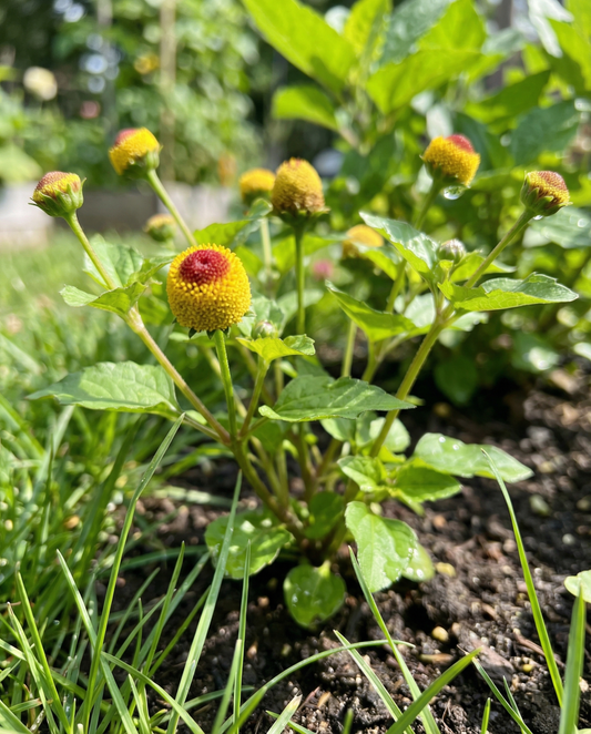 Erba del mal di denti (Spilanthes oleracea) – semi annuali da SeedsChoice