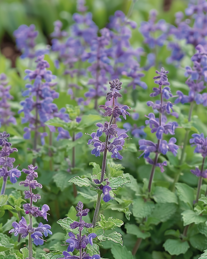 Catmint seeds (Nepeta mussinii) – perennial