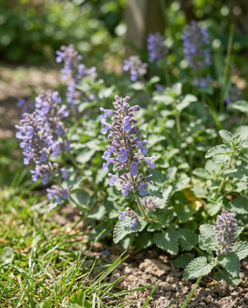 Nepeta (Nepeta mussinii) – semi di pianta perenne da SeedsChoice