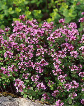 Semi di timo selvatico Thymus Serpyllum perenni