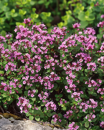 Semi di timo selvatico (Thymus serpyllum) – perenne