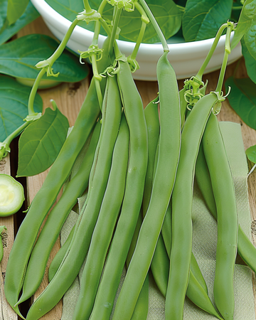 Semi di fagiolo nano Admires (Phaseolus vulgaris) – ortaggio annuale