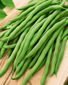 Dwarf Bean Seeds Argus Phaseolus Vulgaris Annual Variety