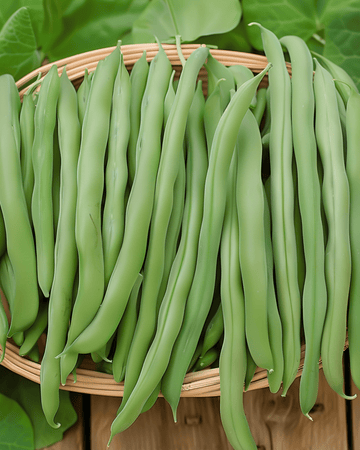 Fagioli nani Prelude raccolta precoce semi (Phaseolus vulgaris) – ortaggio annuale