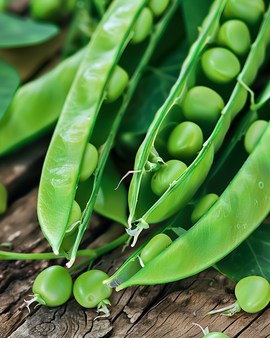 Peas Vidor Seeds Pisum Sativum Annual